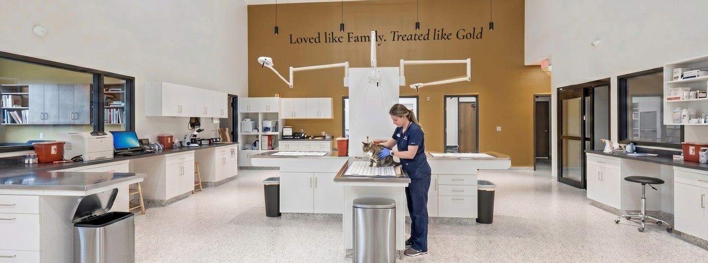The open prep and treatment room with gold feature wall