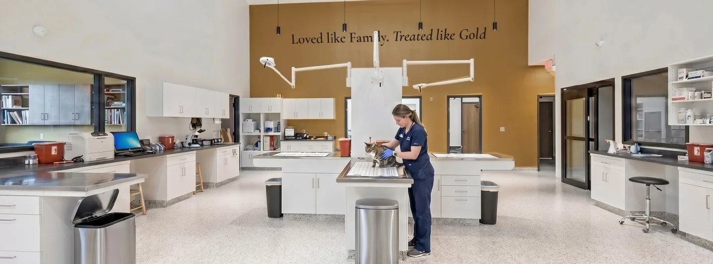Prep and treatment area, calm and clean