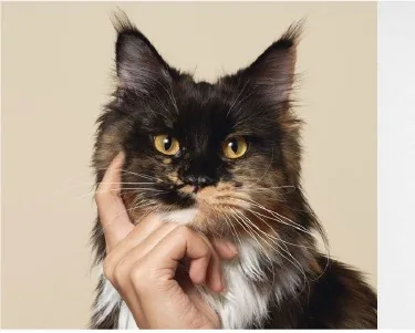 A cat, part of the Paws and Co health library