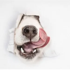 A happy dog on the Pet Family Plan