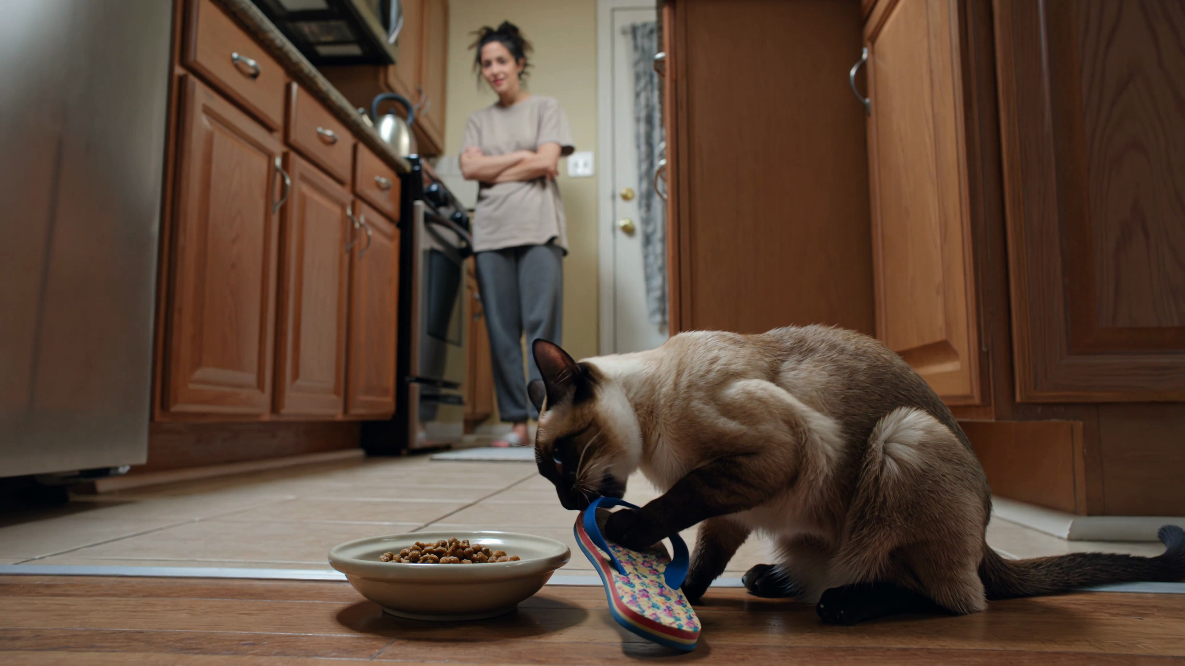 Vet gently examining a pet