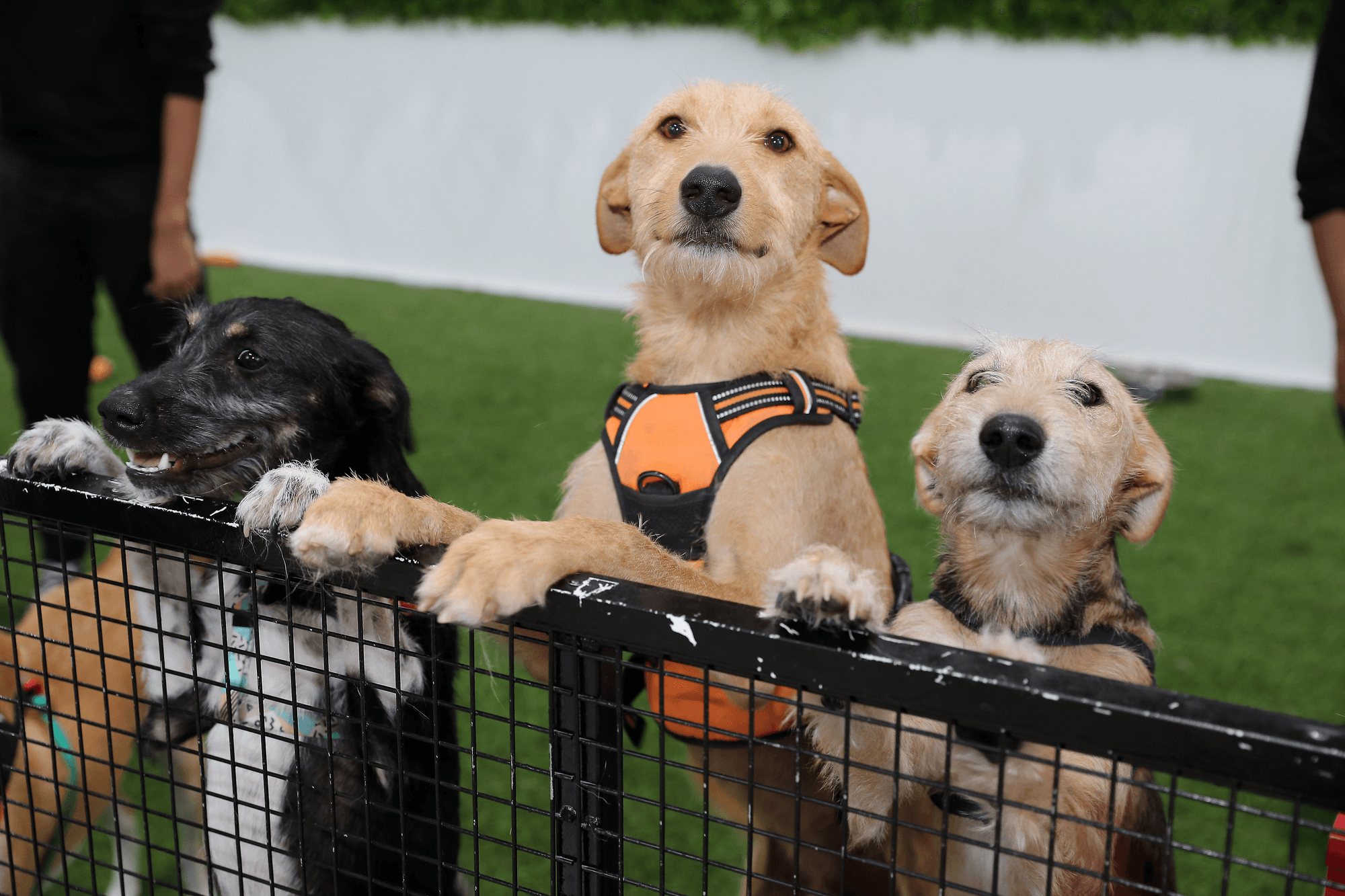 Three rescue dogs peering over a fence at an adoption event