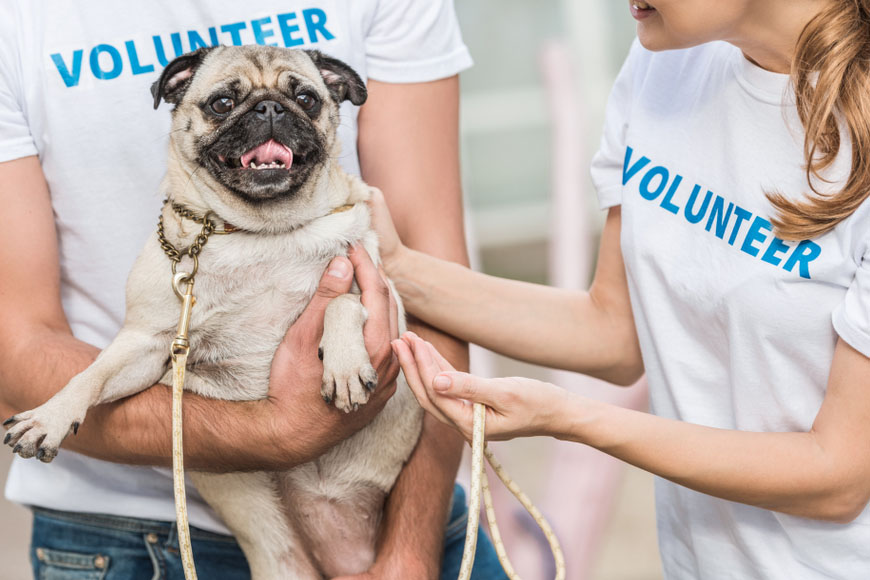 Volunteers holding a pug at a rescue event