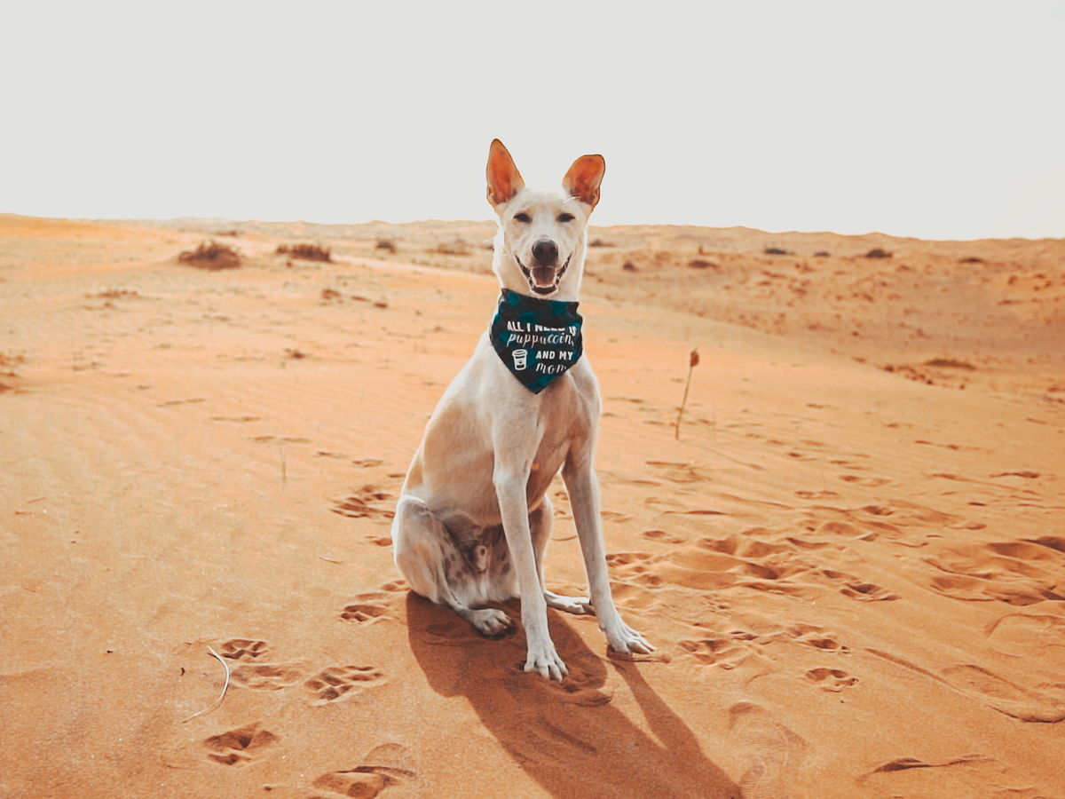 Dog sitting in the Dubai desert heat