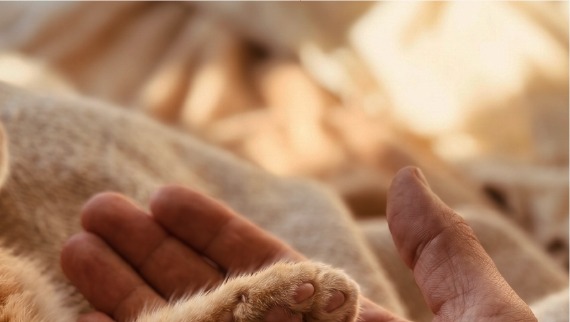Cat paw resting in human hand