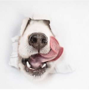 Playful dog bursting through paper